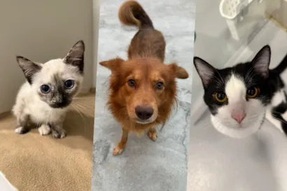 Evento de Adoção de Animais em Jaraguá do Sul