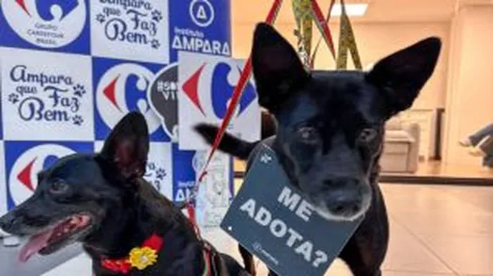 Evento de Adoção de Pets no Sam's Club Maceió