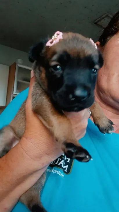 Adoção Responsável de Filhotes em Guarapuava