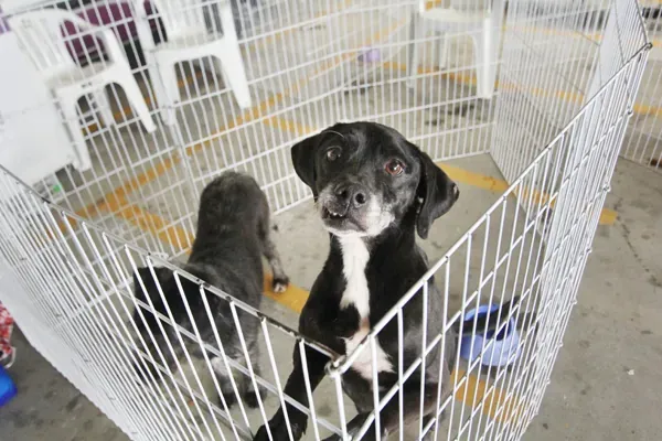 Feira de Adoção de Cães e Gatos em Barueri