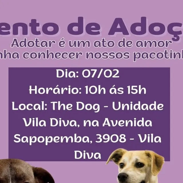 Feira de Adoção - Encontre seu Melhor Amigo!