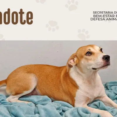 Adoção Responsável de Animais