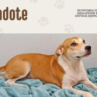 Adoção Responsável de Animais