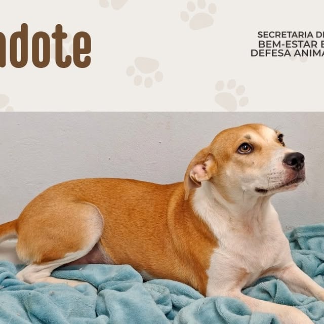 Adoção Responsável de Animais