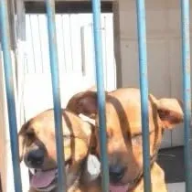 Feira de Adoção de Cães e Gatos