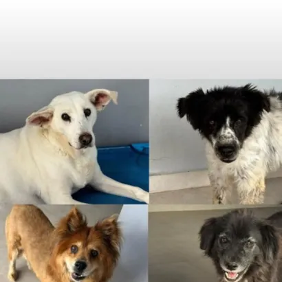 Adoção de Cães Idosos no CAPPET
