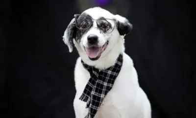 Feira de Adoção de Animais Idosos em Joinville