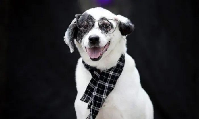 Feira de Adoção de Animais Idosos em Joinville