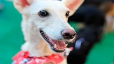 Feira de Adoção de Cães em Cariacica