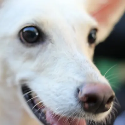 Adote um Aumigo no Shopping Moxuara!