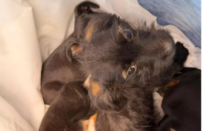 Feira de adoção em 1º de fevereiro busca novos lares para pets