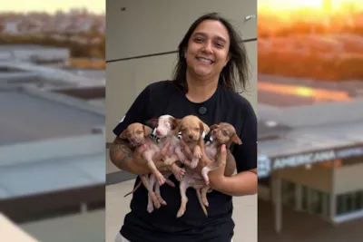 Evento de Adoção de Animais no Americana Shopping