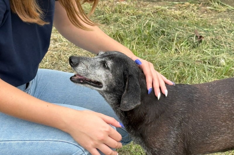 Feirinha de Adoção em Itajaí
