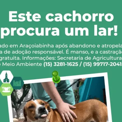 Adoção Responsável de Animais