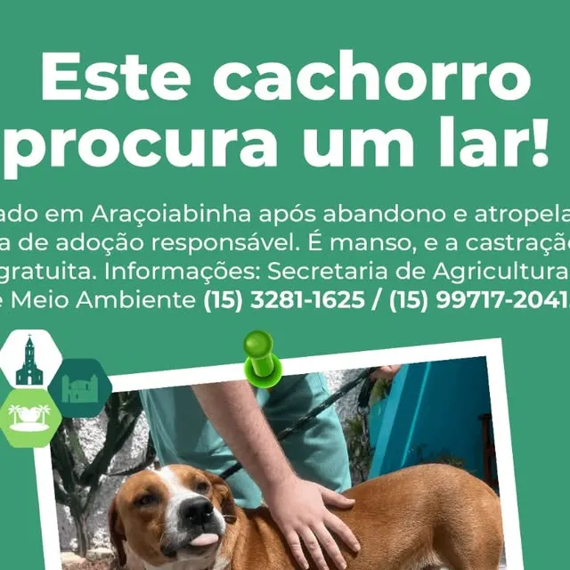 Adoção Responsável de Animais