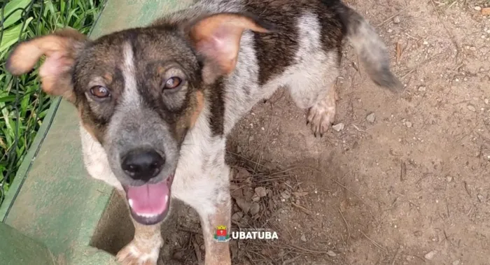 Adoção de Animais no Canil de Ubatuba