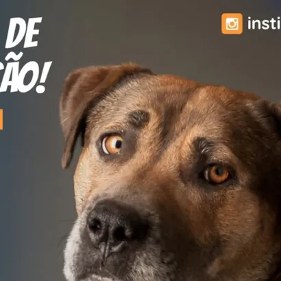 Feira de Adoção Du Cão