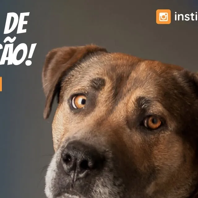 Feira de Adoção Du Cão