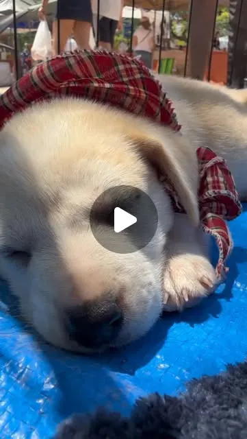 Feira de Adoção: Encontre seu Novo Amigo de Quatro Patas!