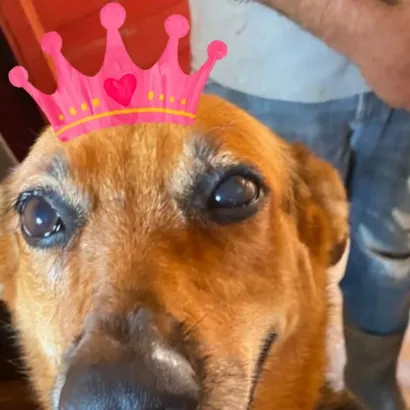 Campanha de Adoção - OAB Jaú