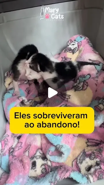 Adoção de Bichinhos Abandonados