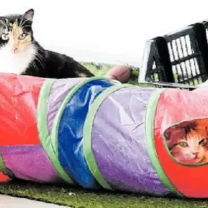 Abrigos oferecem uma opção segura para adoção de felinos