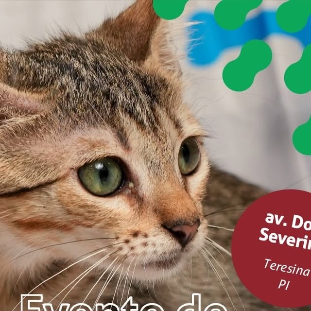 Adoção de Animais em Teresina