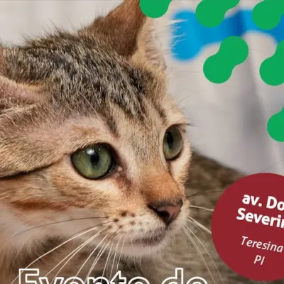 Adoção de Animais em Teresina