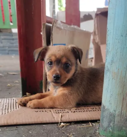 Cuidar dos Animais: Uma Ação de Amor e Responsabilidade