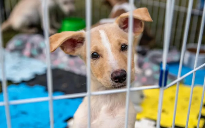 Feira de Adoção em Macaé