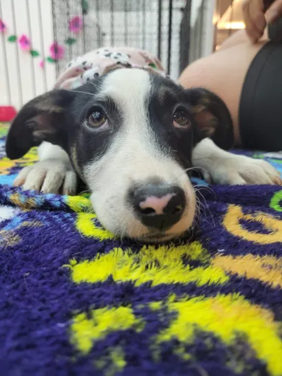 Feira de Adoção Pet no Itaquá Park Shopping