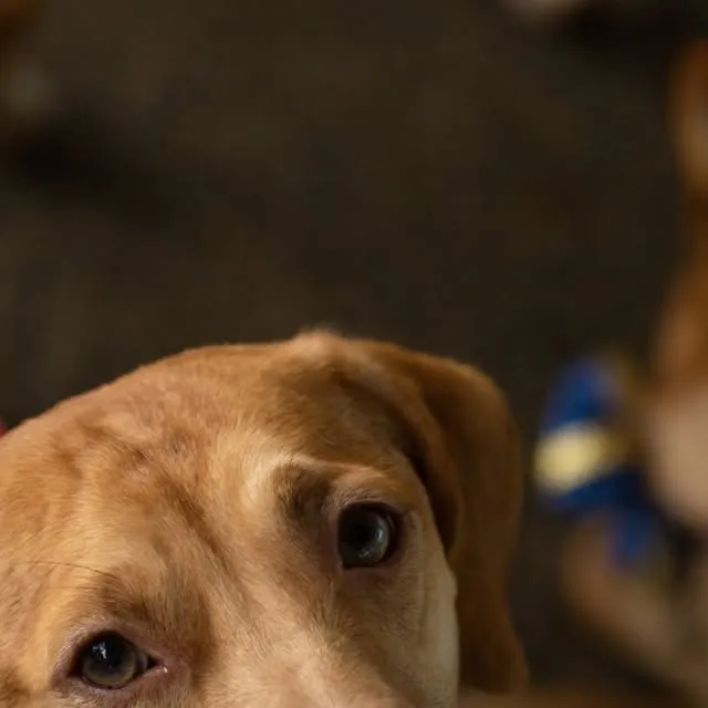 Feira de Adoção 'Meu Amigão'