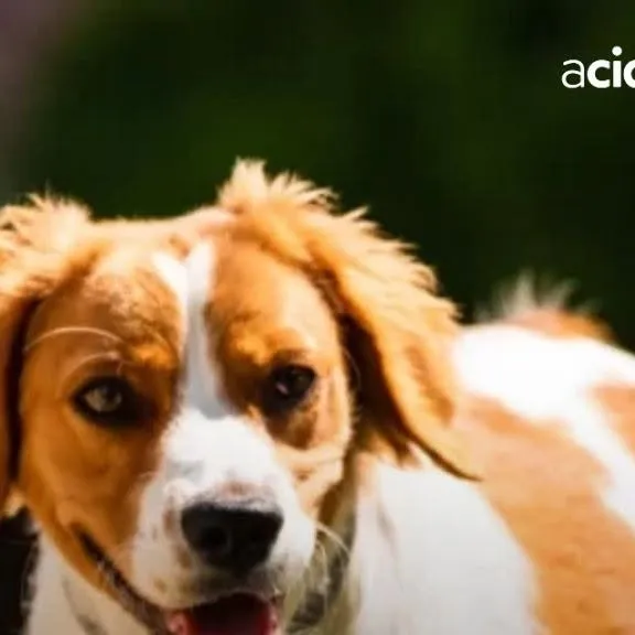 Feira de Adoção Pet no Campinas Shopping