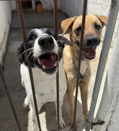 Feira de Adoção de Cães e Gatos em Araruama