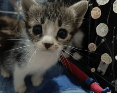 Feira de Adoção de Cães e Gatos em Valinhos