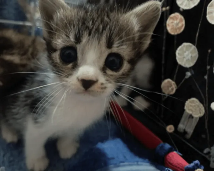 Participe da feira de adoção em Valinhos neste sábado, com cães e gatos disponíveis para adoção responsável. Venha fazer a diferença!