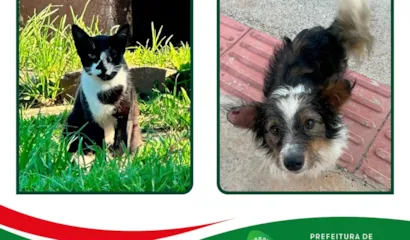 Divulgação de Animais Disponíveis para Adoção em Palmas