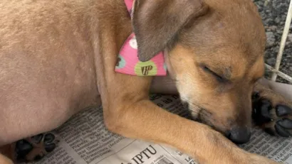 Campanha de Adoção Animal 'Amigo Pet' em Aracaju