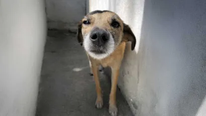Feira de Adoção - Venha Conhecer a Jéssica!