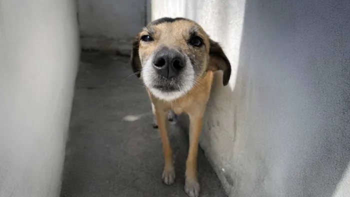 Participe da feira de adoção e conheça a Jéssica, uma cachorrinha cheia de amor pronta para formar uma nova família!
