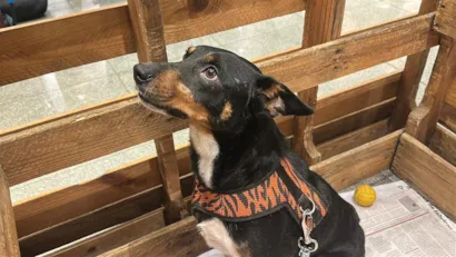 Feira de Adoção no Teresópolis Shopping