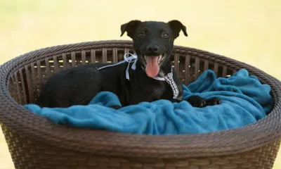 Feira de Adoção de Animais em Joinville