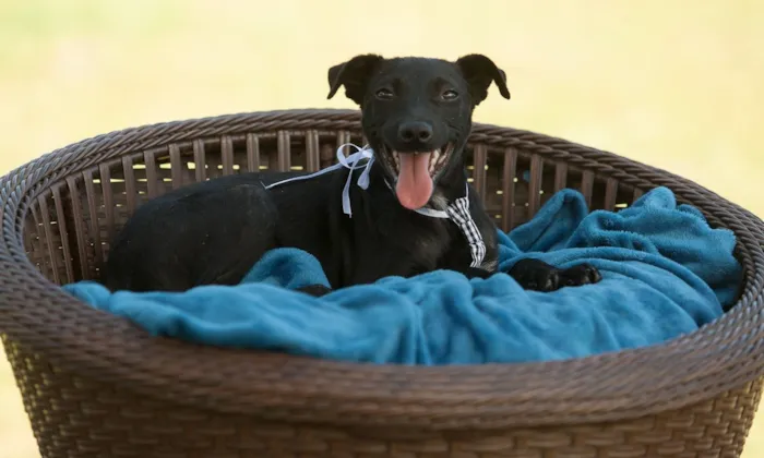 Feira de Adoção de Animais em Joinville