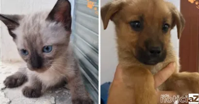 Feira de Adoção de Animais no Maxi Shopping