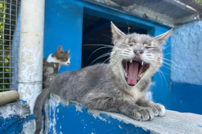 Adote um Amigo: UAPA Atualiza Adoção de Animais
