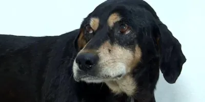 Cão Negão Busca um Novo Lar Após Tratamento