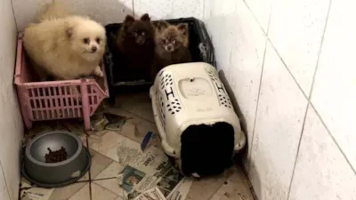 Adoção de Cães Resgatados em Piraquara
