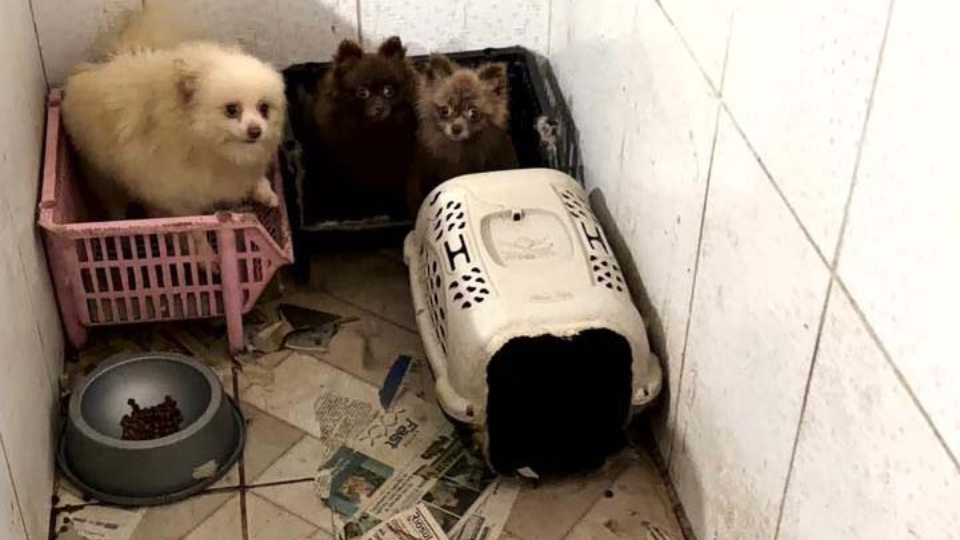 Adoção de Cães Resgatados em Piraquara