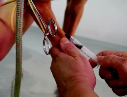 Coleta de Sangue para Adoção Responsável de Animais em São Sebastião