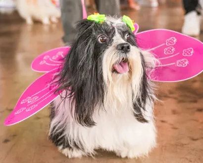 Carnaval Pet e Feira de Adoção – 2ª Edição do Clubinho BloCÃO